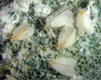 Aleurodicus dispersus