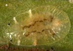 Coccus viridis