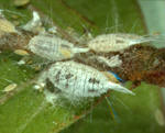 Tailed mealybug