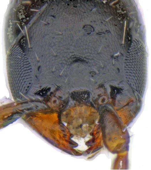 Head in dorsal view 