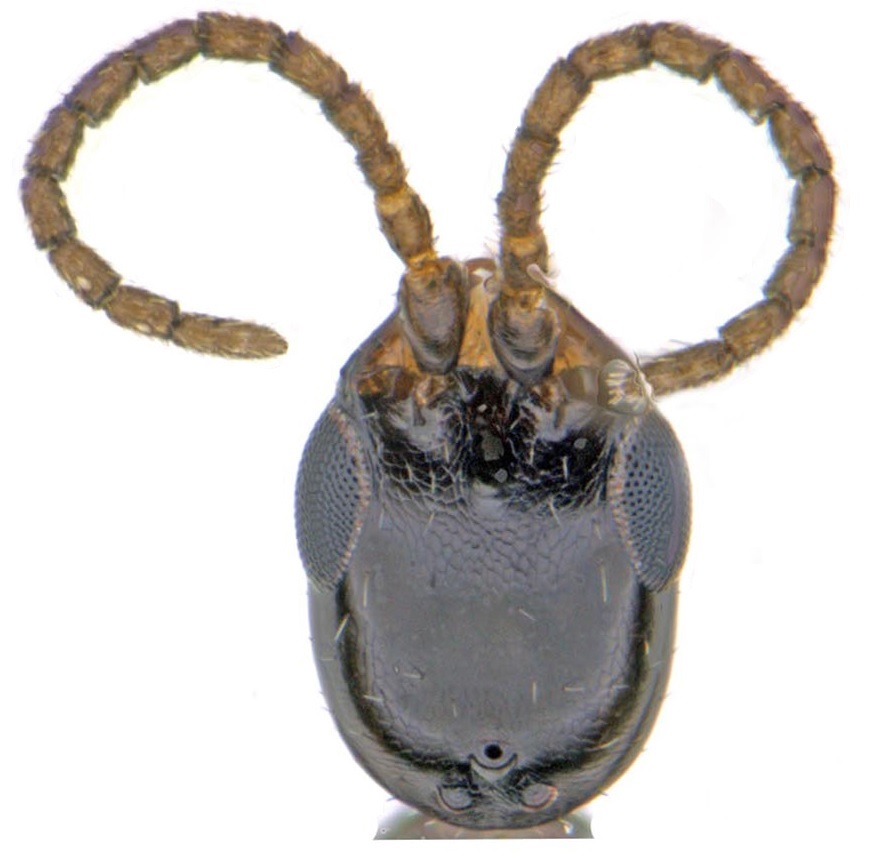 Head in dorsal view 