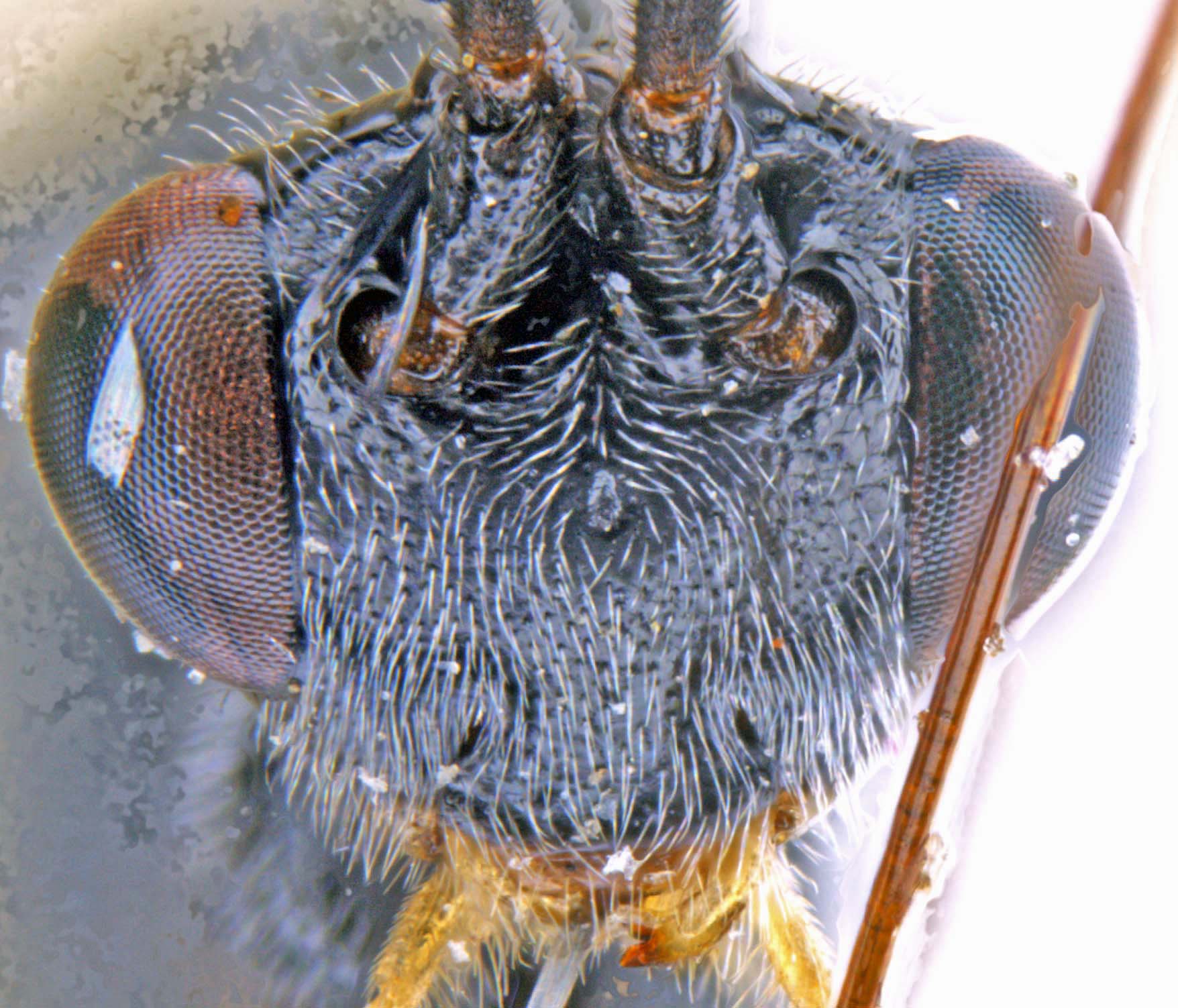 Head in frontal view 