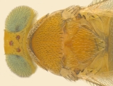 Head and thorax, dorsal view