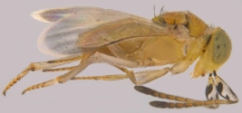 Adult female, lateral view