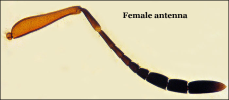 female antenna