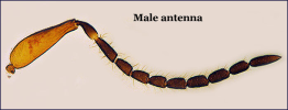 male antenna