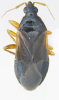 Adult female of B. pallescens