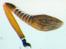 Antenna of Blepyrus