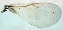 Fore wing of Blepyrus insularis