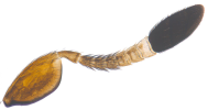 Antenna in female