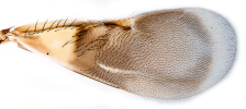 Female forewing