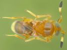 Female in dorsal view