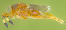 Female in lateral view