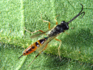 Campoletis female