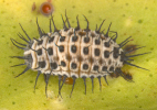 Full grown larva of C. circumdatus