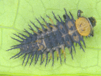 Larva of C. coeruleus