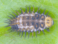 Larva of C. coeruleus