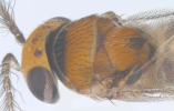 Head and thorax in male, dorsal view