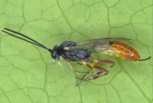 Female in lateral view
