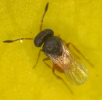 Gryon fulviventre adult
