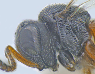 head and thorax - lateral view