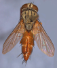 Halidaia luteicornis