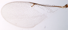 Fore wing venation in male