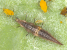 Larva feeding on nerium aphid