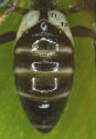 Male abdomen