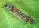 Larva of P. pseudoinsulata