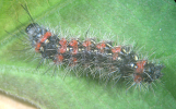 Larva of P. pseudoinsulata