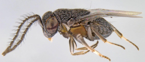 Praleurocerus viridis male in lateral view