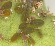 Larvae in aggregation