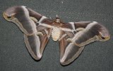 Adult moth, dorsal view