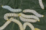 Eri-silkworm