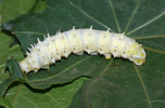 Eri-silkworm