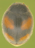 Adult of Scymnus latemaculatus