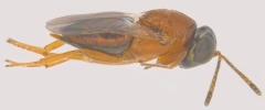 Adult female, lateral view