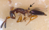 Arrow mark indicates tuft of hairs on fore wing