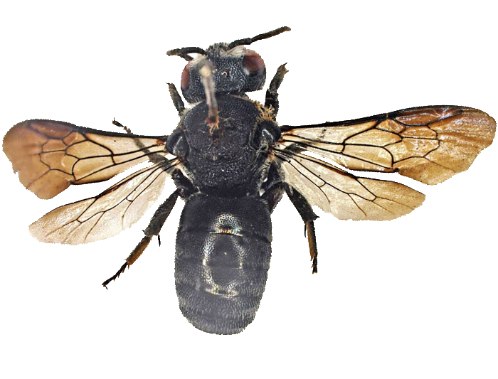 Megachilidae