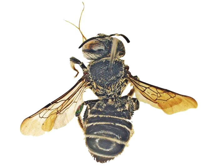 Megachilidae