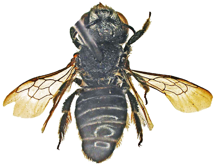 Megachilidae