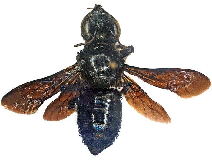Megachilidae