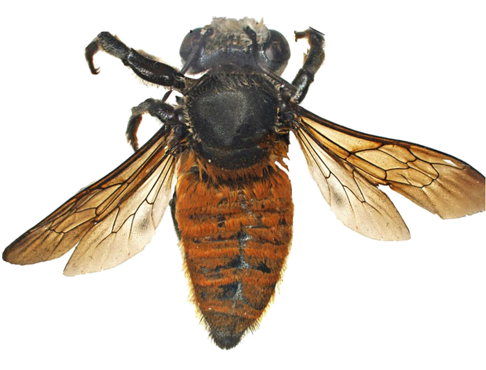 Megachilidae
