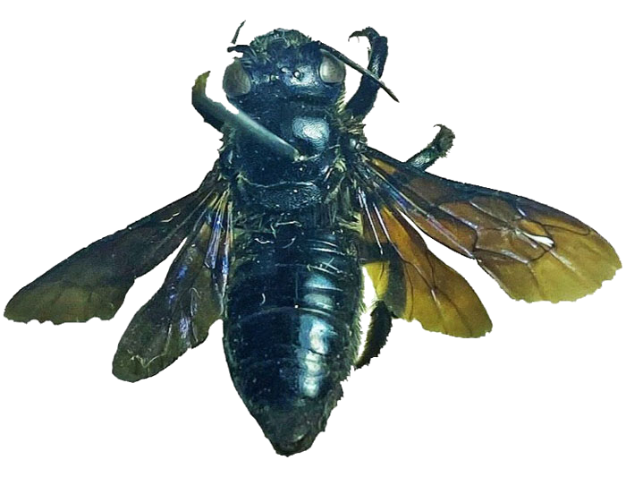 Megachilidae