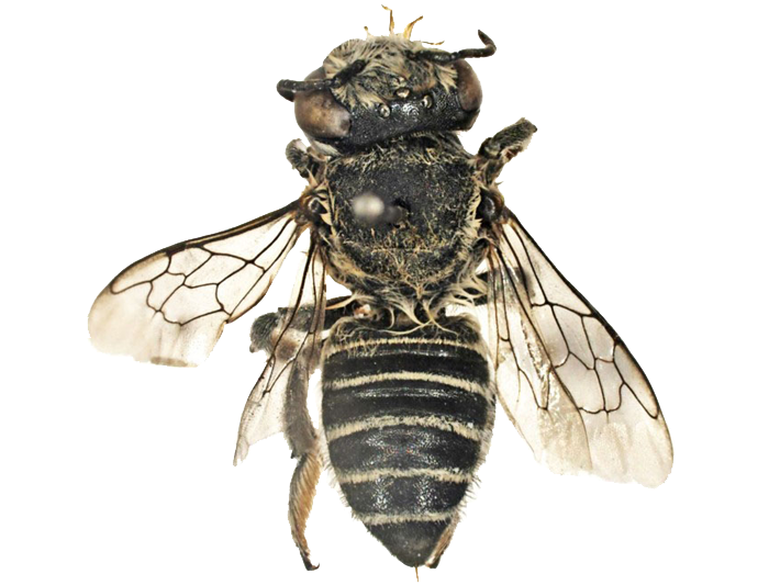 Megachilidae