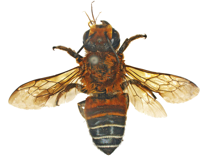 Megachilidae