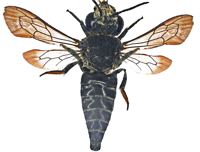 Megachilidae