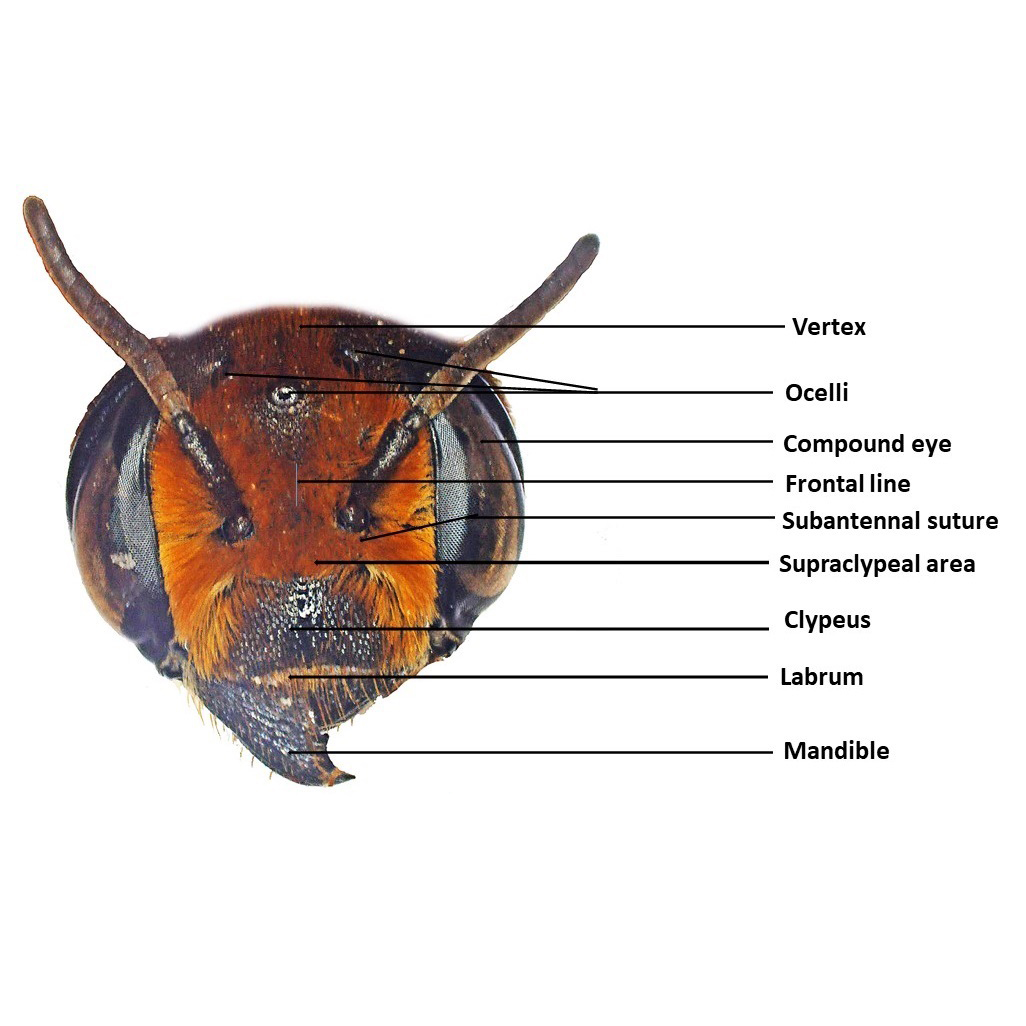 Head