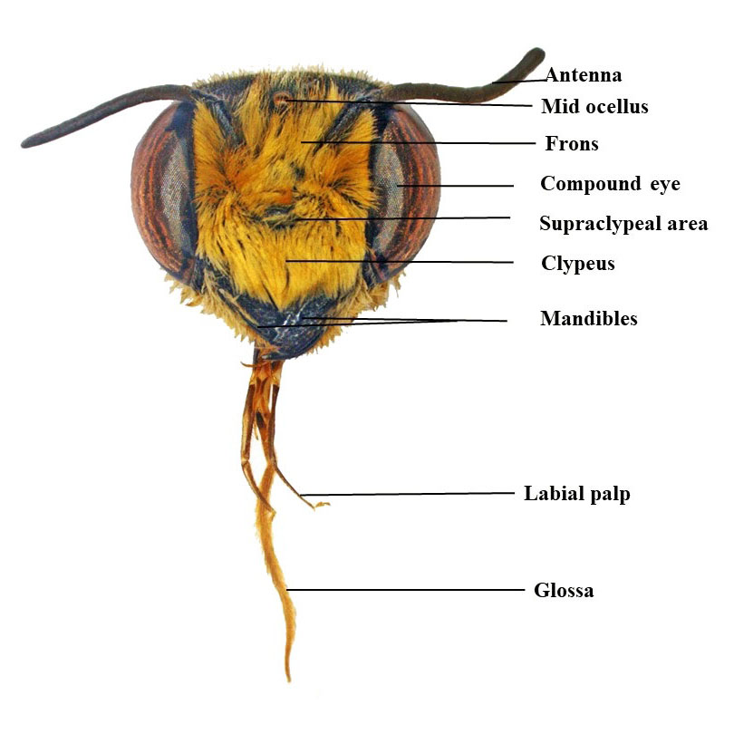 Head